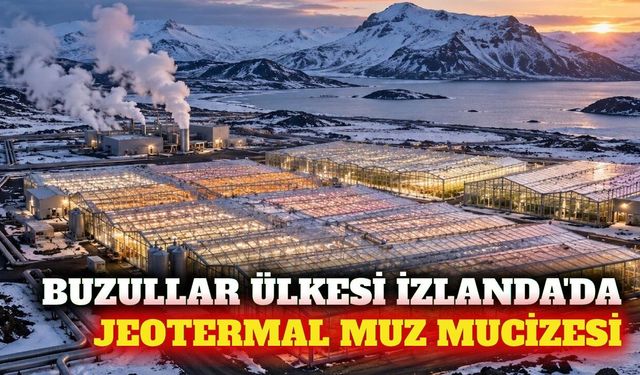 Buzullar ülkesi İzlanda jeotermal seralarda muz üretiyor