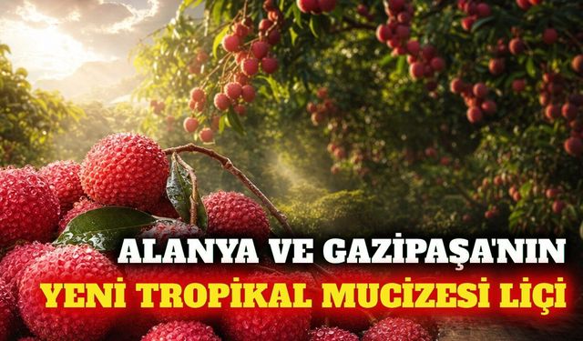 Alanya ve Gazipaşa'da yetişen tropikal meyve liçi nedir?