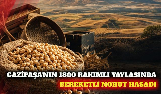 Gazipaşa'da 1800 rakımlı yaylada nohut hasadı yapıldı