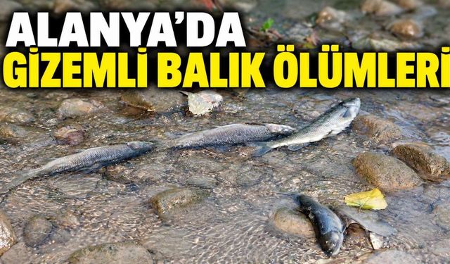 Alanya'da gizemli balık ölümleri