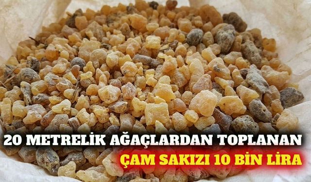 20 metrelik ağaçlardan toplanan çam sakızı 10 bin lira
