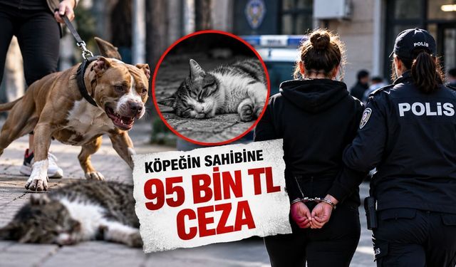 İstanbul'da Dehşete Düşüren Olay! Kediyi Öldüren Köpeğin Sahibine 95 Bin TL Ceza