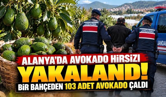 Alanya’da avokado hırsızlığı! 103 avokado çalan şüpheli yakalandı