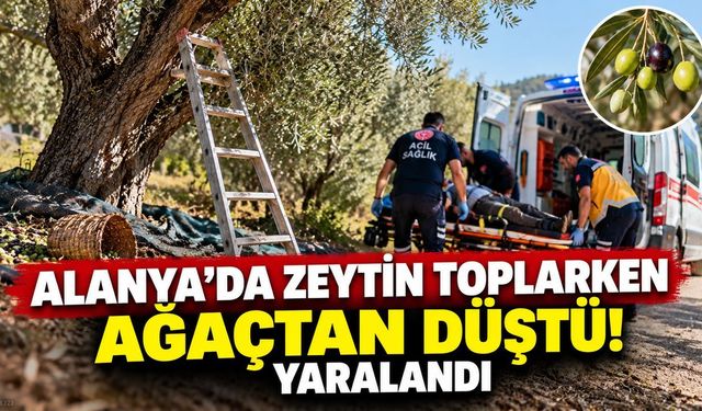 Alanya'da zeytin hasadı sırasında korkutan kaza! Ağaçtan düşerek yaralandı