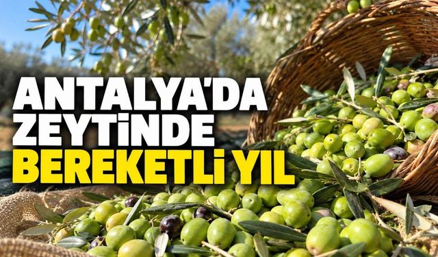 Antalya'da zeytin hasadı başladı: Üretimde yüzde 40 artış beklentisi