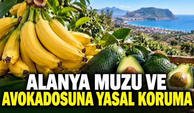 Alanya muzuna ve avokadosuna yeni Hal Yasası ile koruma hazırlığı