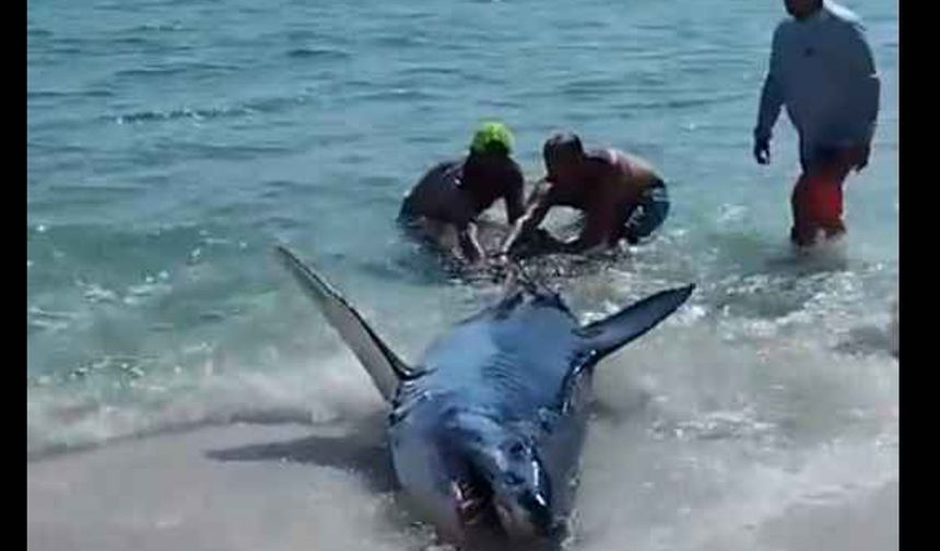 Köpekbalığı sahile vurdu! Kurtarmak isteyenler canından oluyordu