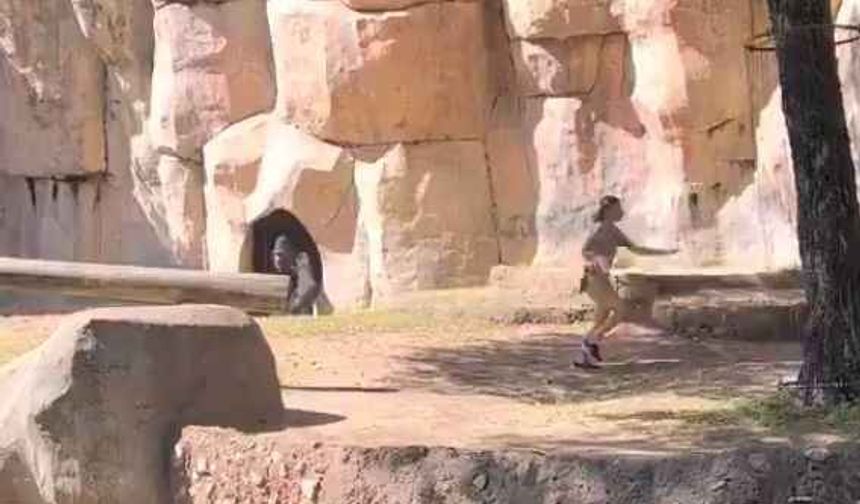 Hayvanat bahçesinde korku dolu anlar! Goril bakıcıyı köşeye sıkışırdı... O anlar saniye saniye kaydedildi