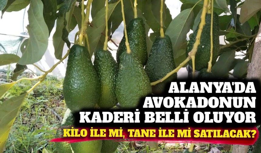 Alanya’da avokado satışına yeni dönem: “Kilo mu, adet mi?” kararı yarın netleşiyor