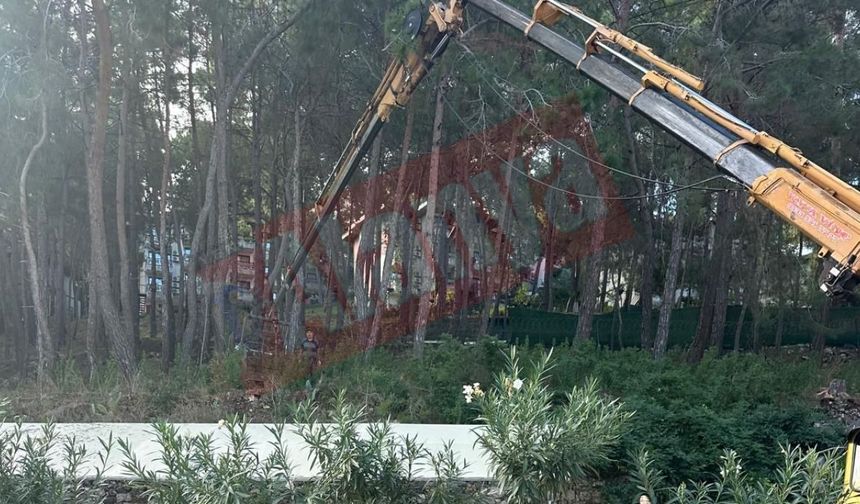 Alanya Kargıcak'ta ağaç katliamı iddiası: Vatandaş ihbar etti