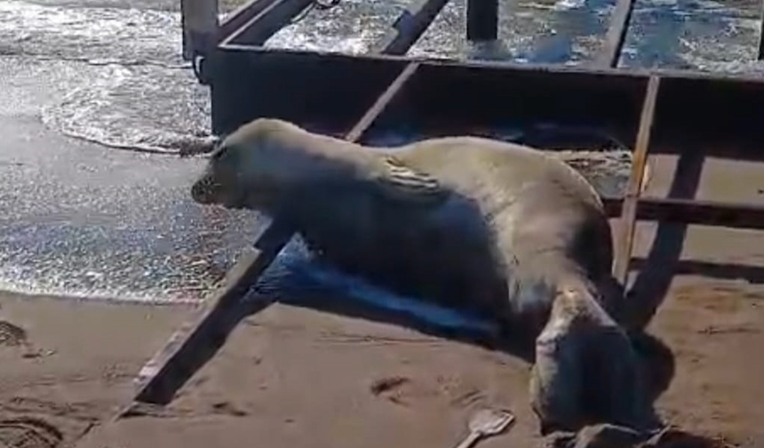 Sahilde, nesli tükenmekte olan Akdeniz foku görüldü