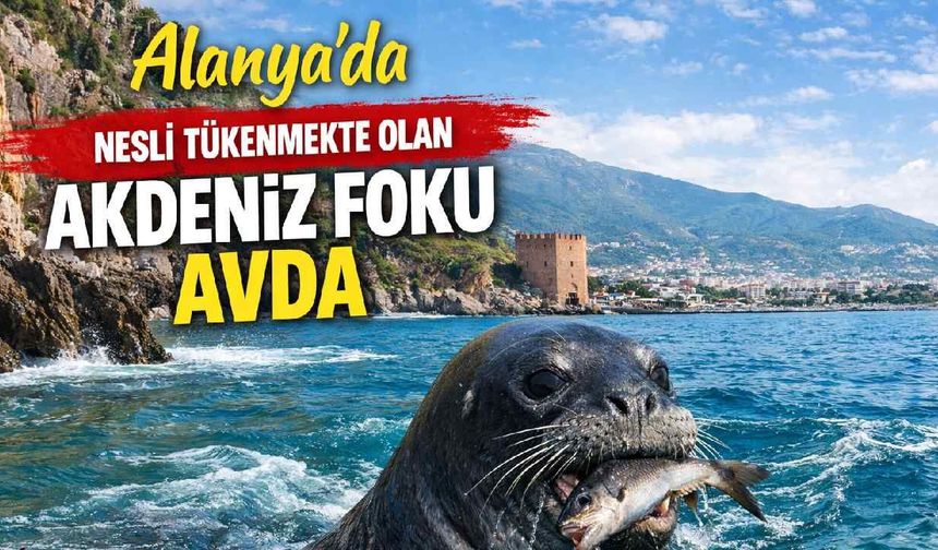 Alanya'da nesli tükenmekte olan Akdeniz Foku avda