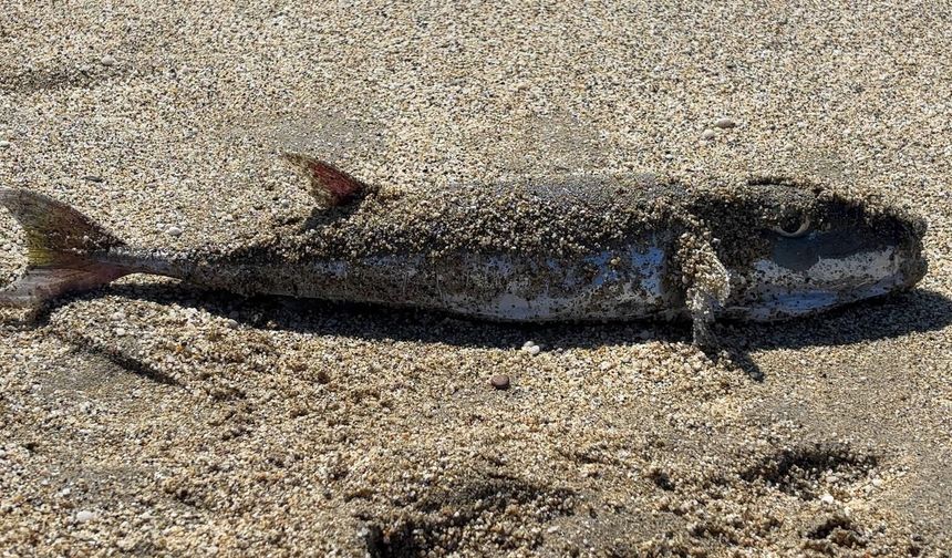 Kleopatra Plajı’nda tehlikeli misafir: 50 santimetrelik balon balığı kıyıya vurdu