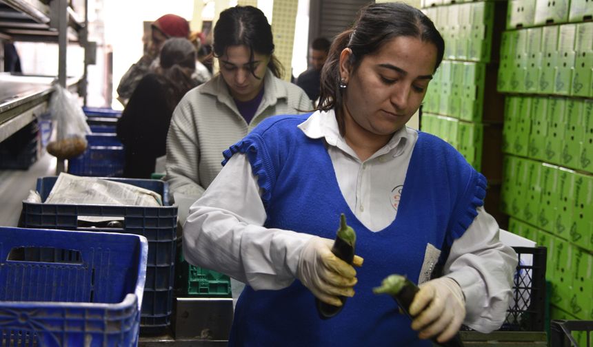 Rusya sebzede rotayı yeniden Türkiye'ye çevirdi