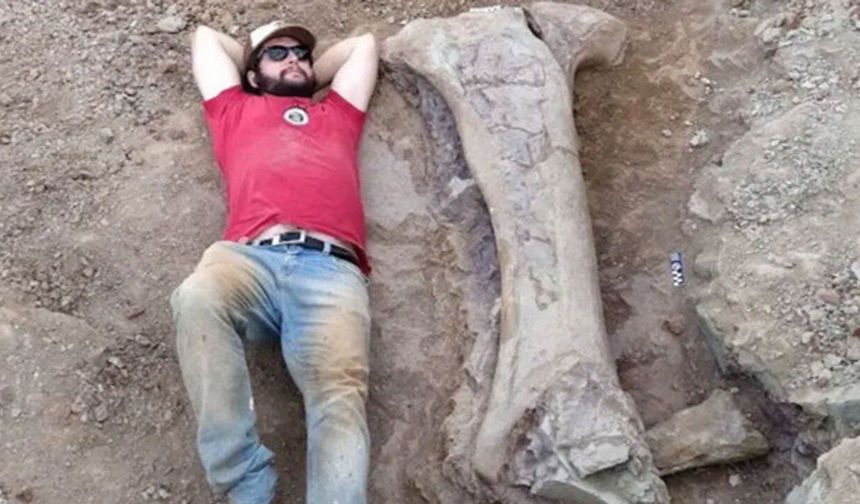 Yeni dev dinozor bulundu: tek kemik insan boyunda