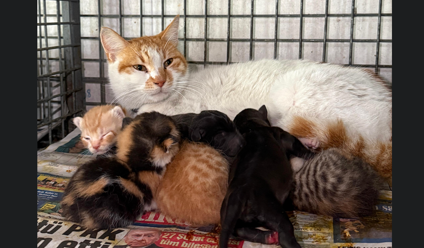Alanya'da gebe köpek öldü, yavrulara anne kedi sahip çıktı