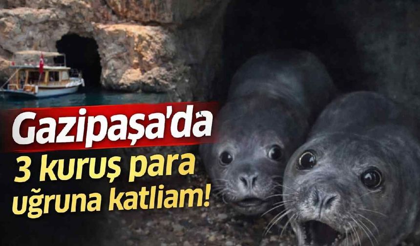 Gazipaşa’da Akdeniz foklarının yuvasına turist götürdüler: Tepki çeken görüntüler ortaya çıktı