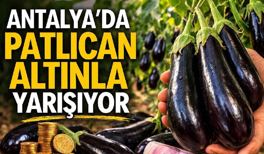 Antalya’da patlıcan altınla yarışıyor: Halde 150 TL, internette 500 TL iddiası