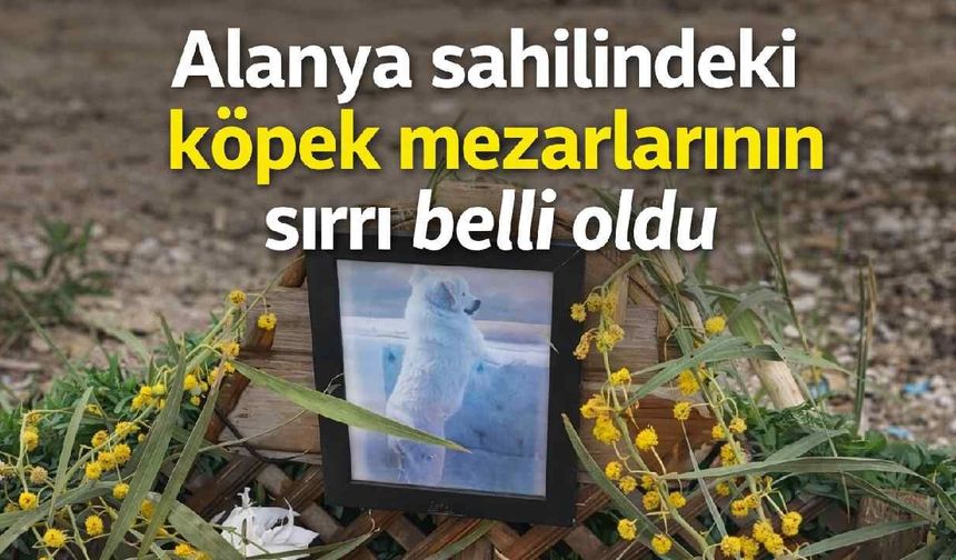 Alanya sahilindeki köpek mezarlarının sırrı belli oldu