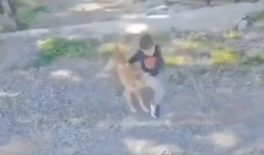 Gazipaşa’da başıboş köpek dehşeti: Talihsiz çocuğa böyle saldırdılar