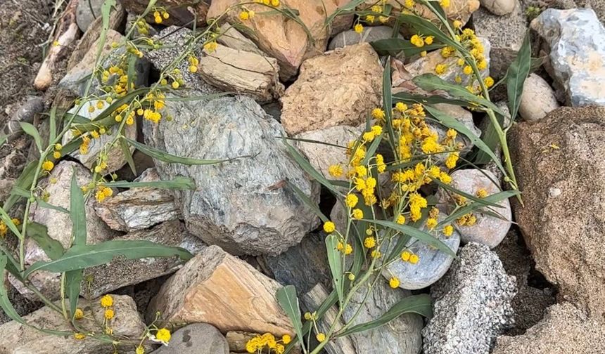 Demirtaş sahili’ndeki patili mezarları için duyarlı çağrı: "Acınızı paylaşıyoruz"