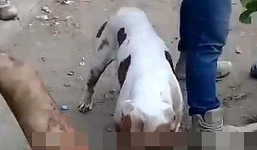 Kocasını öldürüp organını köpeğe yedirdi