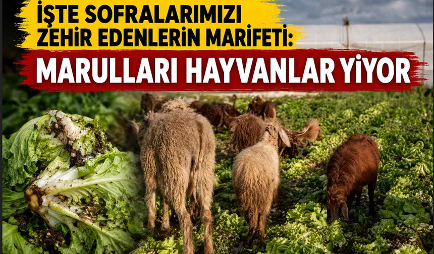 İşte sofralarımızı zehir edenlerin marifeti: Marulları hayvanlar yiyor