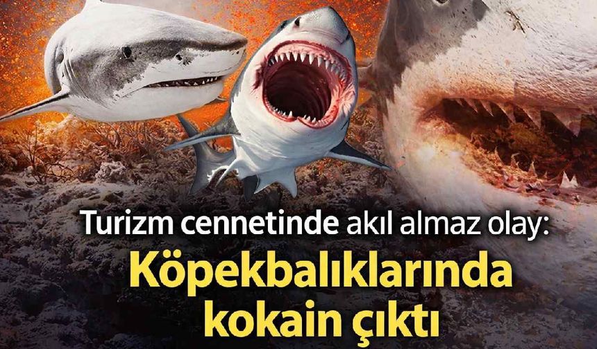 Turizm cennetinde akıl almaz olay: Köpek balıklarında kokain çıktı
