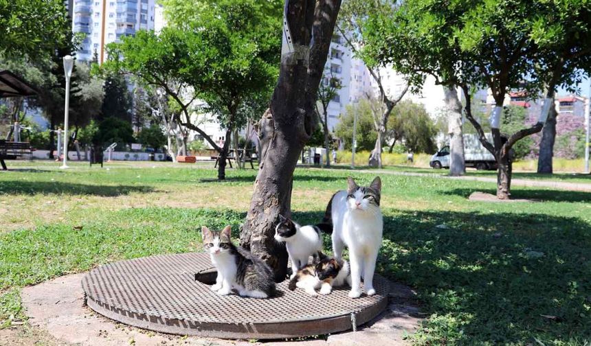 Konyaaltı'nda kedilerin yardımına itfaiye yetişti
