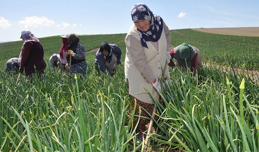 Tarımda kriz büyüyor: Çiftçi sayısı 616 bin 244'e düştü