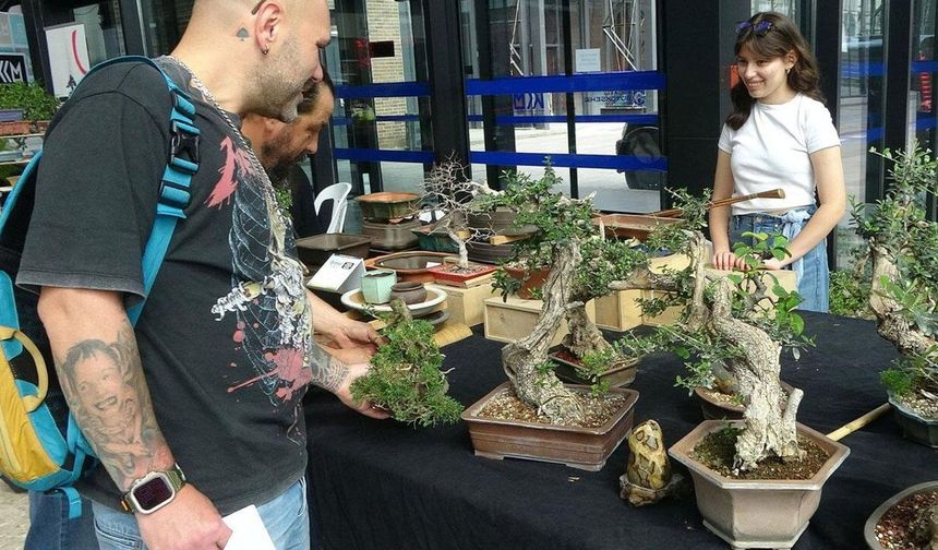 Değeri 1 milyon liraya ulaşan bonsai ağaçları sergileniyor