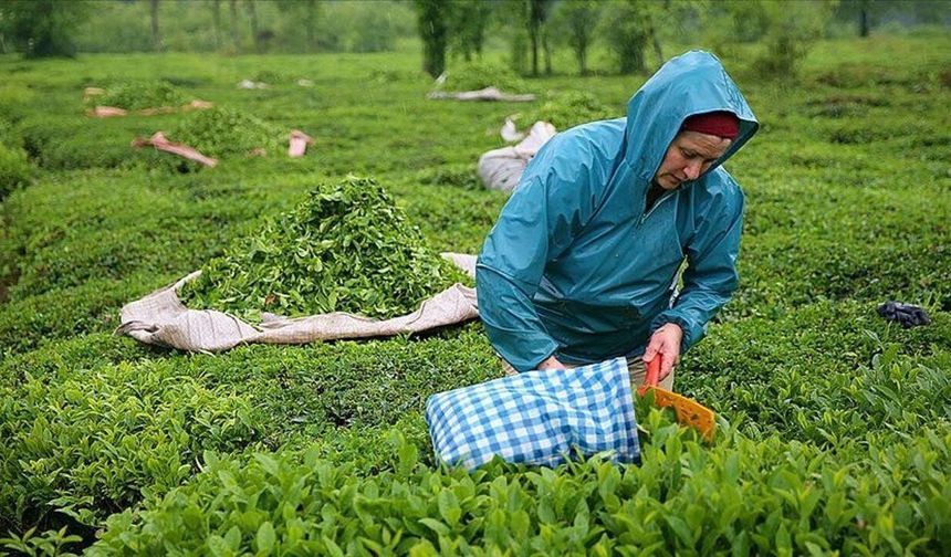 2026 yaş çay alım fiyatı 35 TL olarak belirlendi