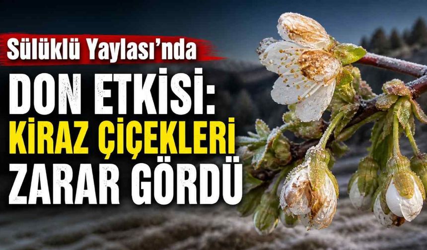 Sülüklü Yaylası’nda don etkisi: Kiraz çiçekleri zarar gördü