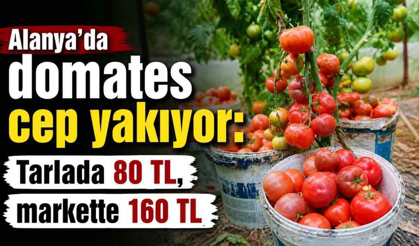 Alanya’da domates cep yakıyor: Tarlada 80 TL, markette 160 TL