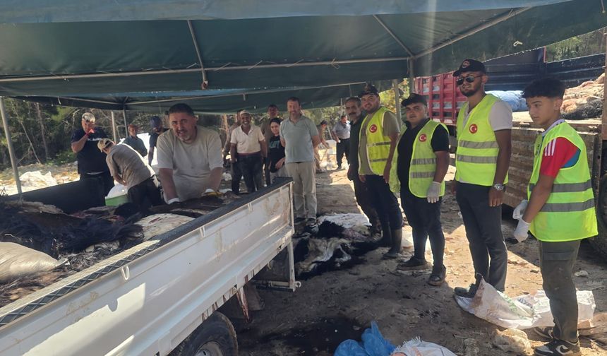 THK Alanya 2 günde 3 bin 200 kurban derisi topladı