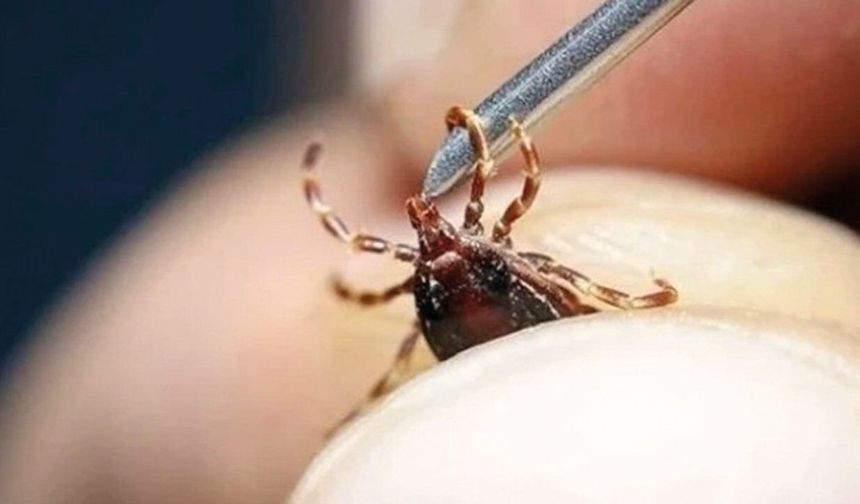 Kene ısırığına kolonya dökmek enfeksiyon riskini artırıyor
