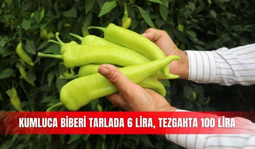 Kumluca'da biber tarlada 6 lira, tezgahta 100 lira