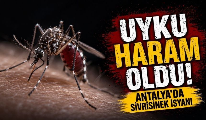 Kepez'de sivrisinek ve karınca şikayetleri arttı
