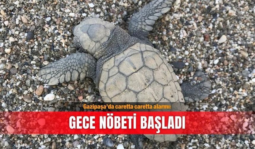 Gazipaşa'da kaplumbağa nöbeti: 699 bin TL cezası var