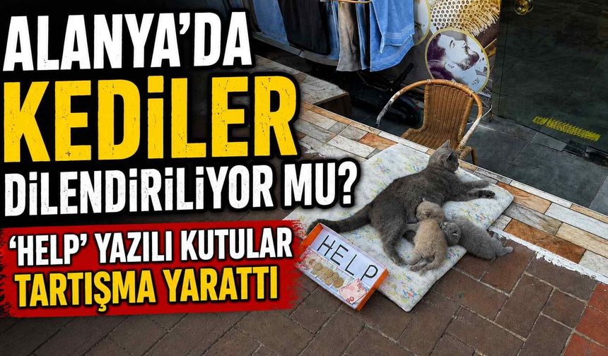 Alanya'da Kediler dilendiriliyor mu? ‘HELP’ yazılı kutular tartışma yarattı
