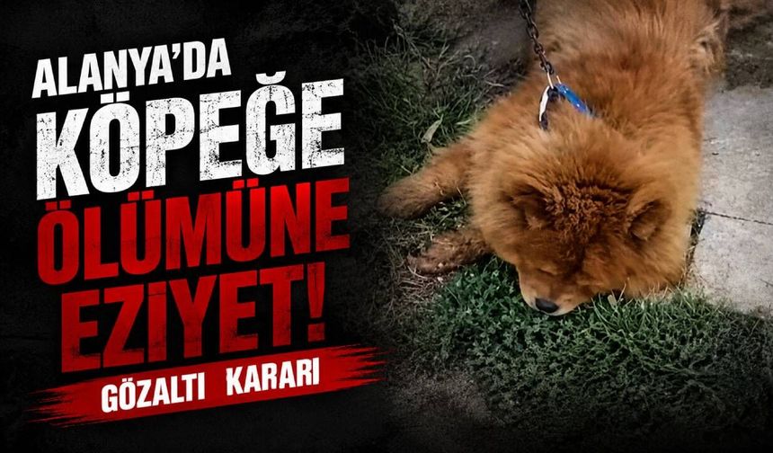 Alanya’da köpeğe ölümüne eziyet! Gözaltı kararı çıktı...
