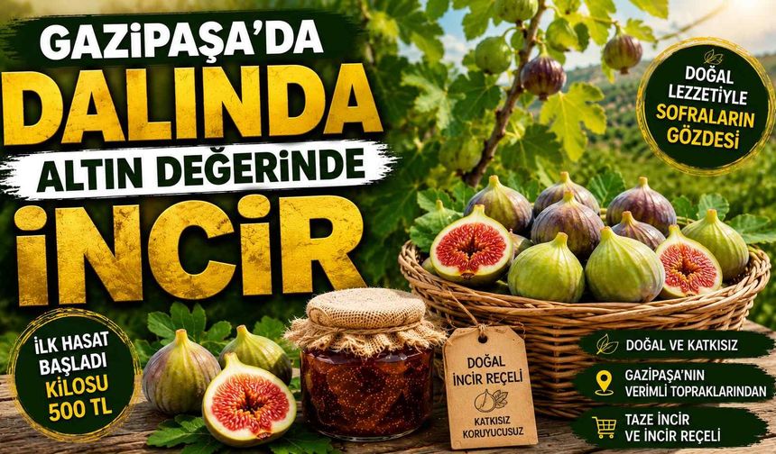 Gazipaşa’da dalında altın değerinde incir