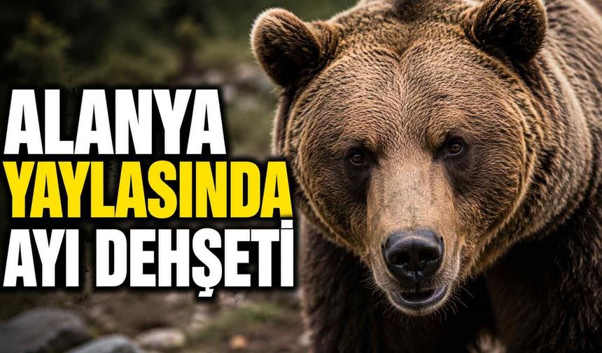 Alanya yaylasında ayı d*hşeti