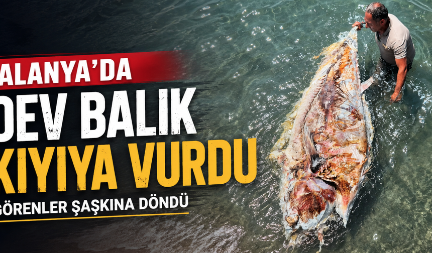 Alanya’da dev balık kıyıya vurdu: Görenler şaşkına döndü