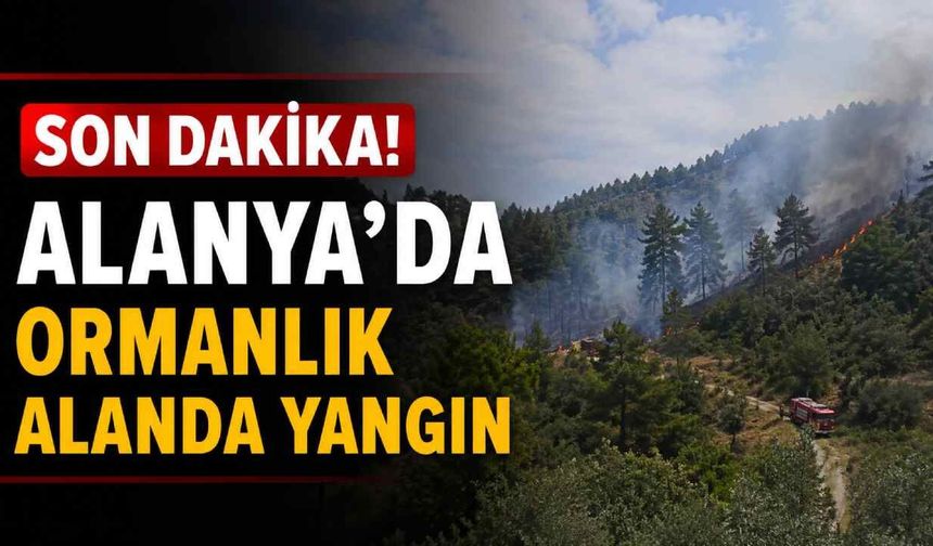 Son Dakika! Alanya'da ormanlık alanda yangın