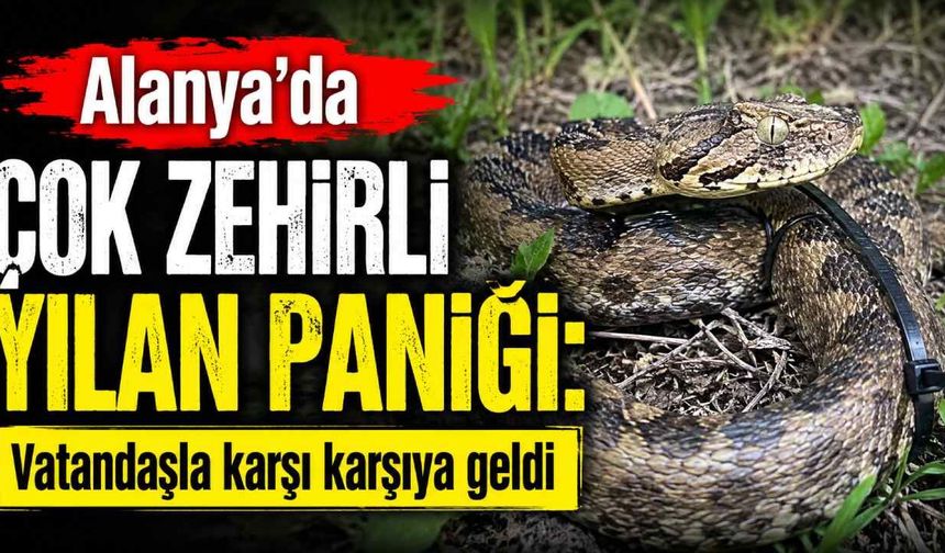 Alanya’da çok zehirli engerek yılanı paniği: Bahçede ortaya çıktı