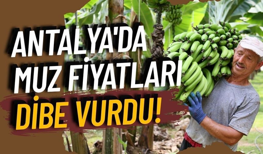 Manavgat'ta muz fiyatları 10 liraya kadar geriledi