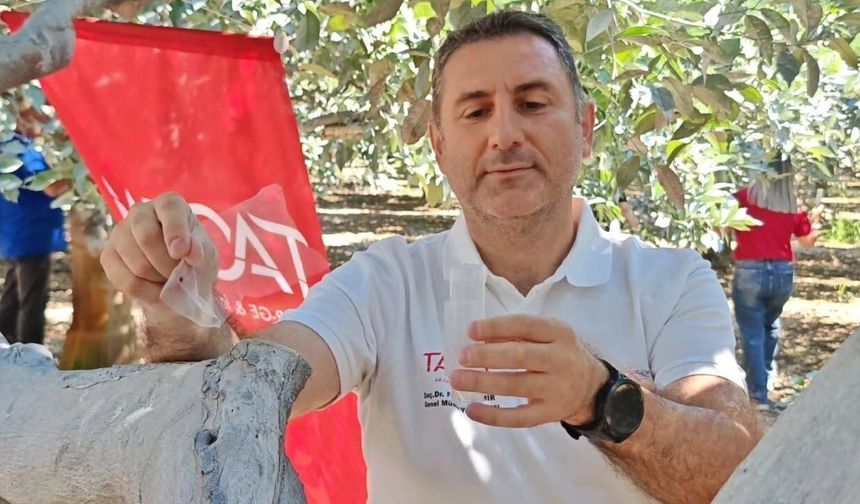 Kumluca ve Finike'de narenciye için faydalı böcek salındı