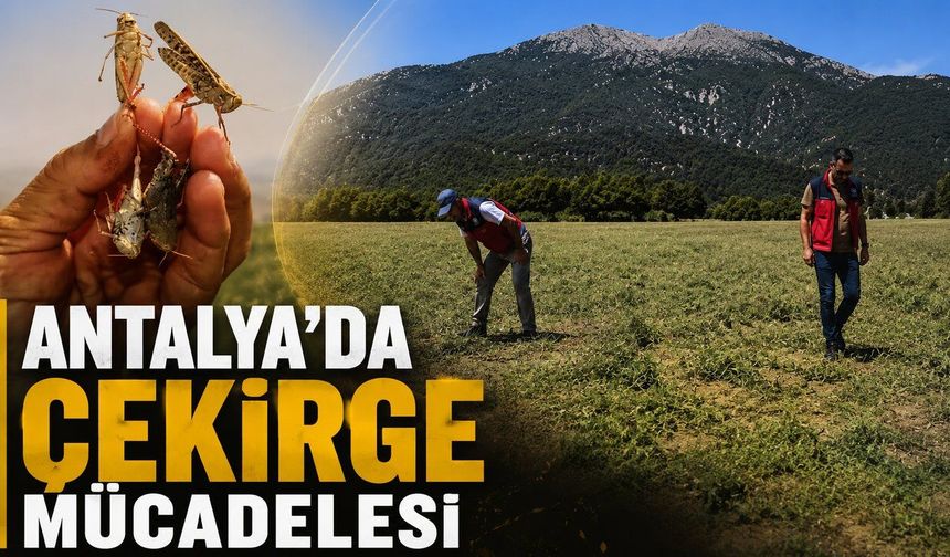 İbradı'da 11 bin 500 dekarlık alanda çekirge mücadelesi