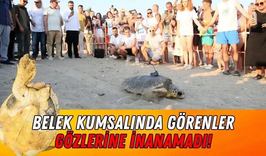 Serik'te engelli caretta caretta uyduyla takip edilecek